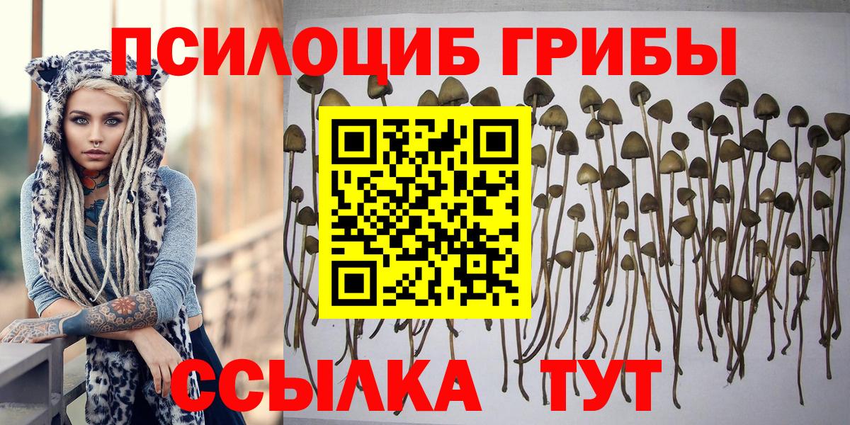 Псилоцибиновые грибы Psilocybine cubensis Тара