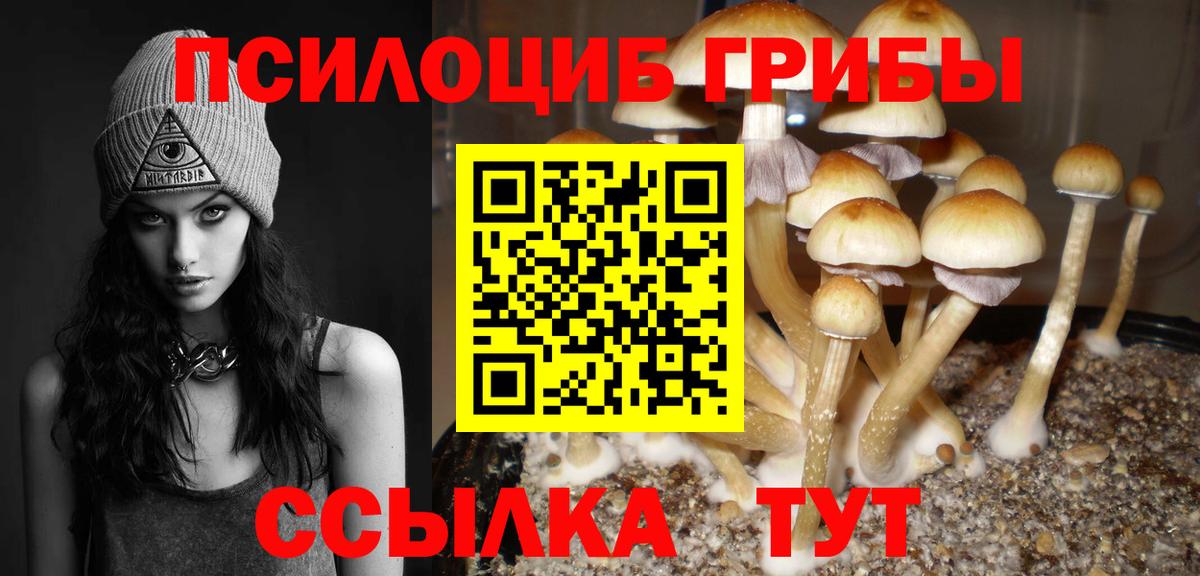 Галлюциногенные грибы Psilocybe  Тара 